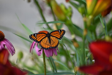 Monarch on purple coneflower