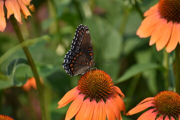 Butterfly on orange coneflower