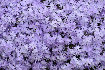 Lilac creeping phlox
