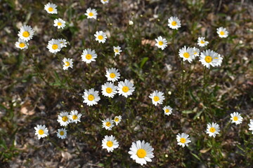 Wild daisy