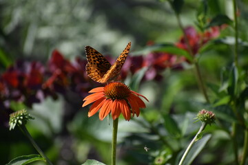 Butterfly on orange coneflower