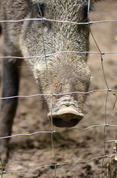 Portrait of grey wild boar standing behind a metal wire mesh, selective focus, close-up, vertical shot, blurred background