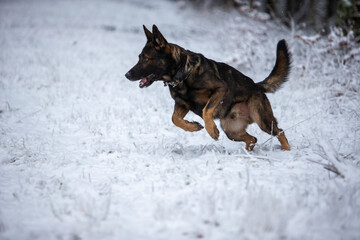 Naklejka premium Gun e la neve