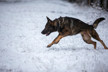 Gun e la neve