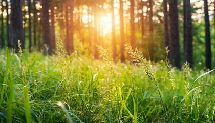 wild green grass in a forest at sunset beautiful summer nature background