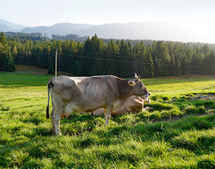  cows grazing on the lush green alpine meadows with scenic alpine lake Attlesee and the Bavarian Alps in the background in Nesselwang, Allgaeu or Allgau, Bavaria, Germany