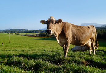 Fototapeta premium cows grazing on the lush green alpine meadows with scenic alpine lake Attlesee and the Bavarian Alps in the background in Nesselwang, Allgaeu or Allgau, Bavaria, Germany 