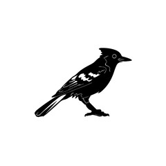 Black silhouette of Brids side view isolated



