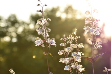 penstemon bloom