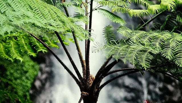 Fern Trees With Blurred Waterfall Background