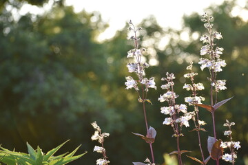 penstemon flowers