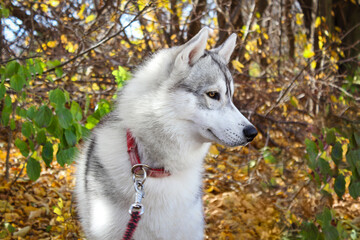 Husky dog on a leash on an autumn background