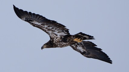 Bald eagle in flight