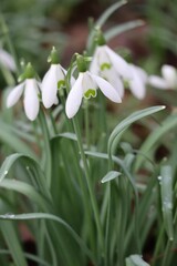 Snowdrops with Raindrops