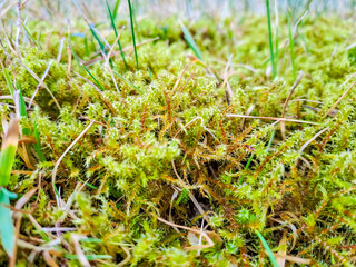 Integrity of the forest, national park. Beautiful green moss on floor, close-up