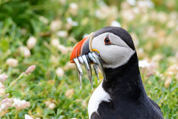 Saltee Puffin