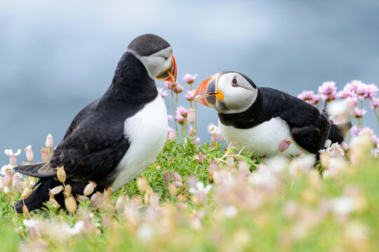 Puffins in love
