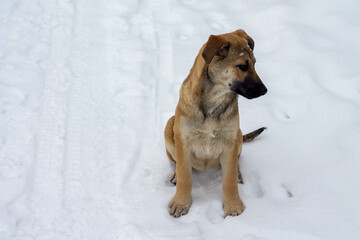 homeless dog puppy sitting on the snow