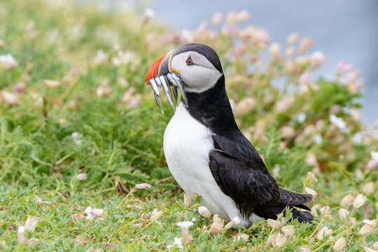 Saltee Puffin