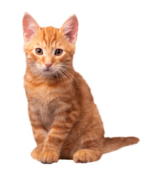 Kot, PNG, zdjęcie bez tła, rudy kot, rudy kociak	 - obrazy, fototapety, plakaty