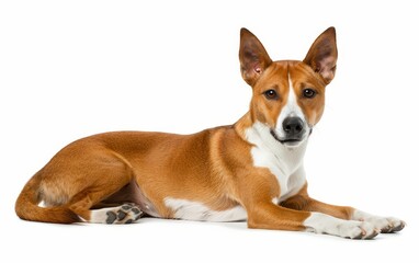 A Basenji dog lies down, its gaze sharp and body ready to spring into action.