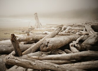 Driftwood strewn across a Tofino, British Columbia, Canada beach on a misty autumn morning