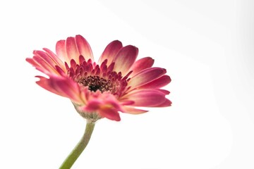 Single Bright pink flower