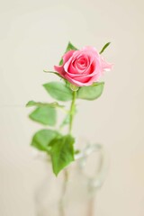 Single pink rose in vase
