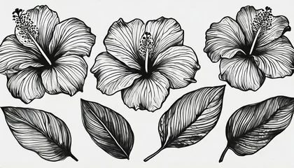 Foto op Plexiglas set of hibiscus flowers line art vector botanical illustrations tropical blooms with leaves hand drawn black ink sketches collection modern design for logo tattoo wall art branding and packaging © Fletcher