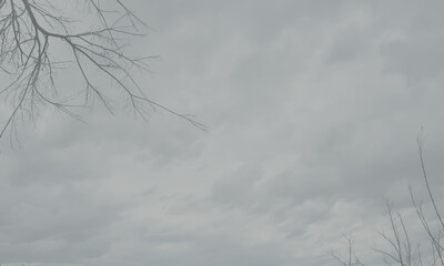 Gray sky and fog, with dry tree branches in the corner. Grayscale artistic background image.
