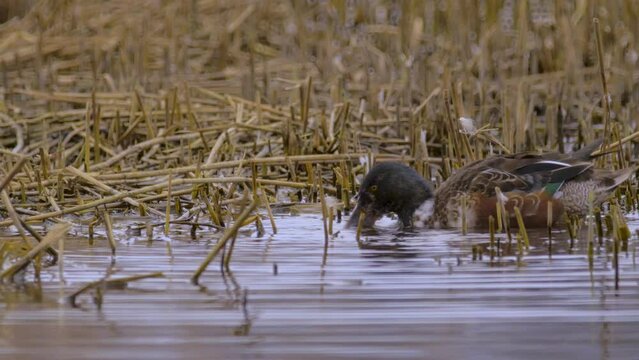 nature bird male shoveler duck forages amongst reeds, surface feeding in freshwater