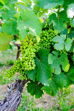 grapes on vine