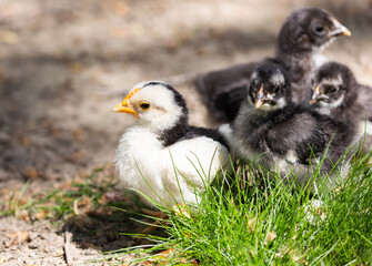 Young chickens in the grass