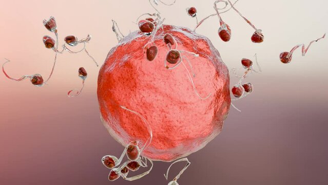 human Sperm Swim to Ovum Cell for natural fertilization  insemination, men cum fertility, Male sperms cells approaching egg cell, deformation, infertility, pre-fertilization, spermatozoons, 3d render