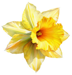 Watercolor illustration of daffodil flowers. Transparent background, png