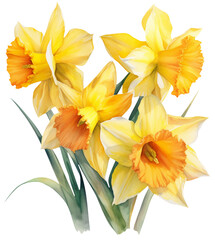 Watercolor illustration of daffodil flowers. Transparent background, png