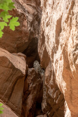 Mexican Spotted Owl Looks Down From Cave In The Rocks