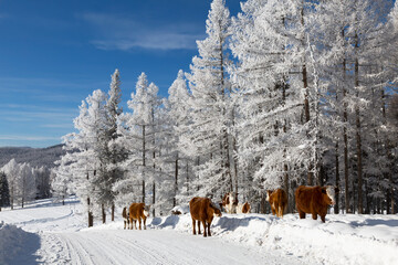 A herd of cows graze in a snowy winter forest. Altai Republic, Russia - 744805640
