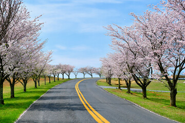 A road street lined with cherry trees in full bloom in the spring 
