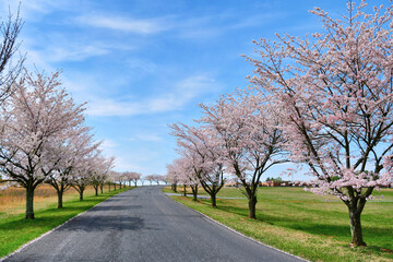A road street lined with cherry trees in full bloom in the spring 