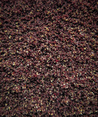 purple and yel435435low leaves