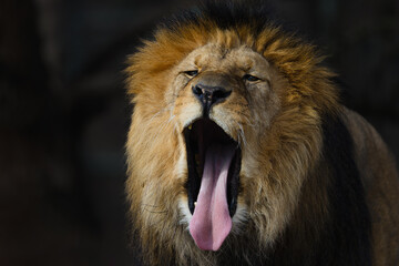 Portrait of a lion. Close-up photo of a lion with open mouth and tongue out (Panthera leo leo)