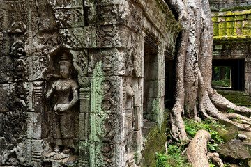 View of Tah Prohm Temple, with carving of Apsara on the left and  giant roots of spung tree on the right