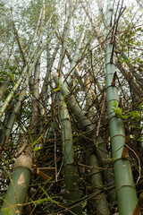 bamboo forest