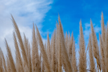 pampas grass with a view from below into the blue sky