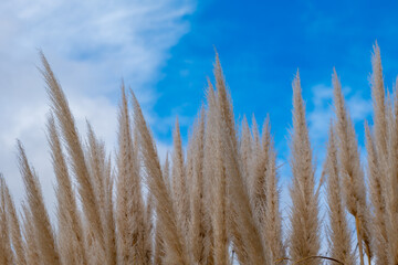 pampas grass with a view from below into the blue sky