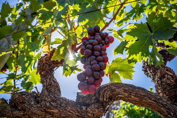 Naklejka premium Grapes basking in the sun in Groot Constantia wine estate near Cape Town, South Africa