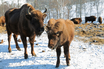 A herd of European bison feeding on winter mountains, closeup. Altai Republic, Russia - 744812299