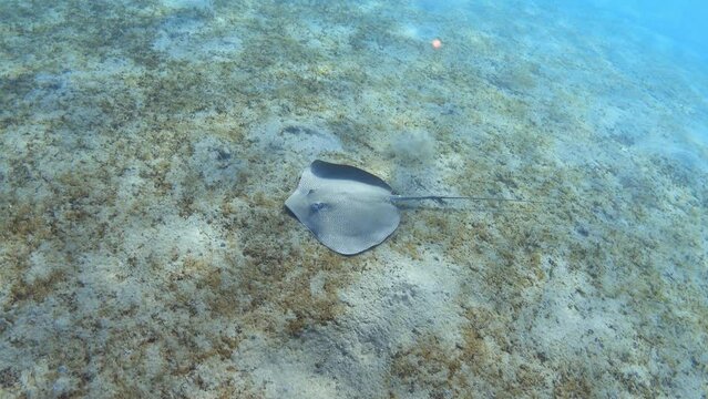 Stingray swimming over seabed at morning sunlight
