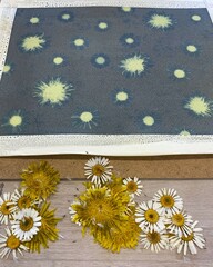 cyanotype / blueprint process with dandelions and daisies in the sun